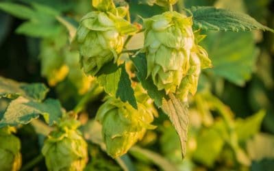 CAMRA sets up discovery zone at the Great British Beer Festival
